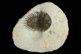 Long-Spined Thysanopeltis Trilobite - Bigaa, Morocco #119626-2